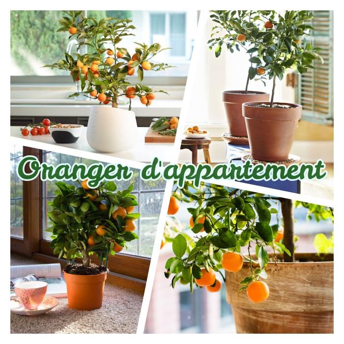 bytový pomaranč rastúci v kvetináči, nápad na ovocný strom doma, originálna izbová rastlina, dekoratívny ovocný strom