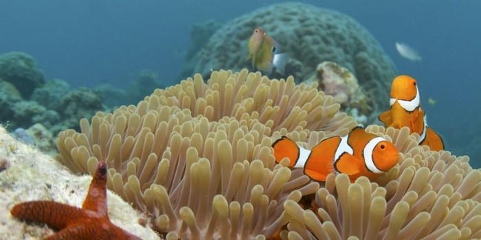stor-BARRIER-REEF-sak-att-göra-innan-du-dör-att-se