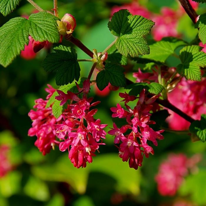 ribes sanguineum alebo kvitnúce ríbezle, ružové kvitnutie nasledované voňavými bobuľami