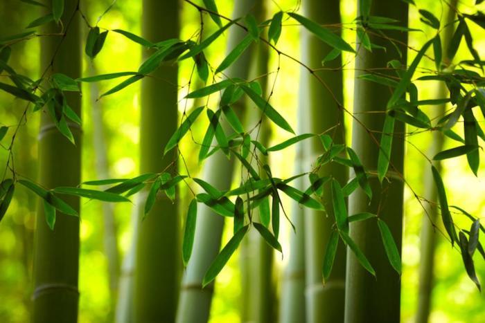 obrazovka zenového bambusového živého plotu a osviežujúcej zelene