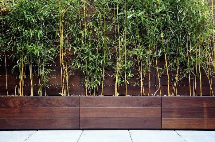 bambusový živý plot v tmavom drevenom podnose kontrastuje so zeleňou
