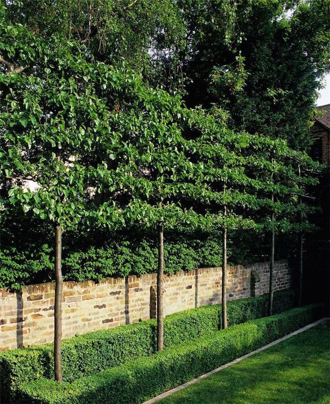 dubbel brisvy med grön vägg längst ner och höga lövträd på den övre delen