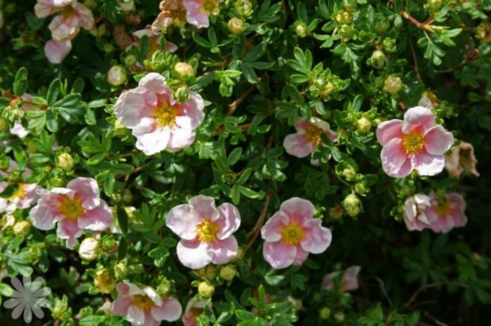 kvitnúci živý plot z potentilla fruticosa, zelené kríky pokrývajúce záhradu