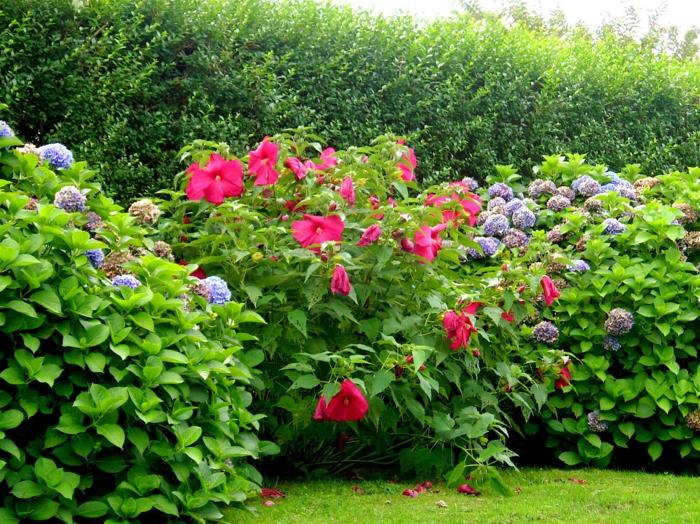 hortenzia ker spojený s ružovým ibištekom, zelenými živými plotmi a živými kvitnúcimi živými plotmi