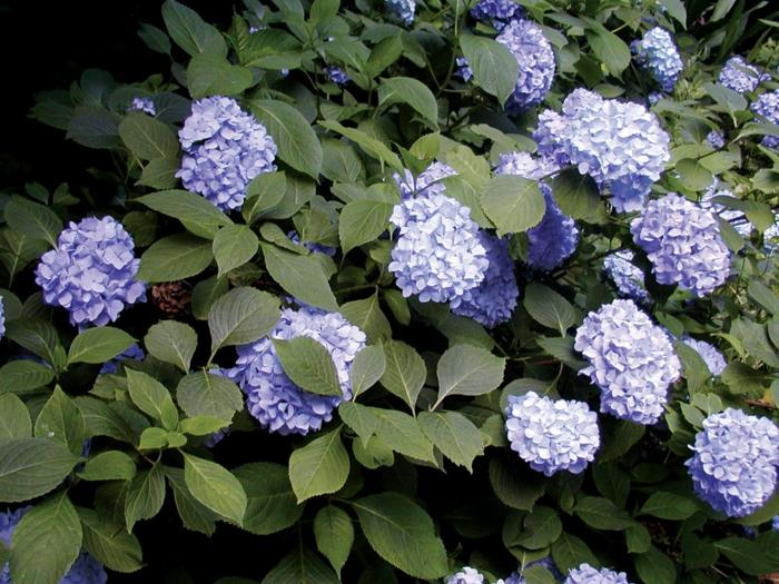 hortenizas, obľúbený a pekný ker do exteriéru, ako pestovať kríky