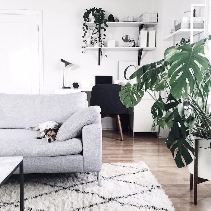 Škandinávska šedá sedačka so psom na vrchu, biely koberec na drevených parketách, monstera deliciosa v rohu miestnosti a výzdoba škandinávskej dizajnovej kancelárie