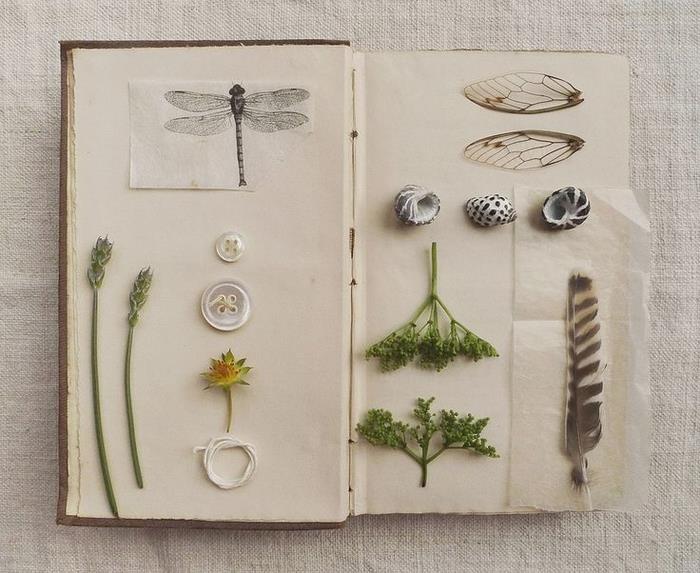 en idé för en original scrapbooking manuell aktivitet på ett naturtema med torkade växter, fjädrar, snäckskal och ritningar av insekter