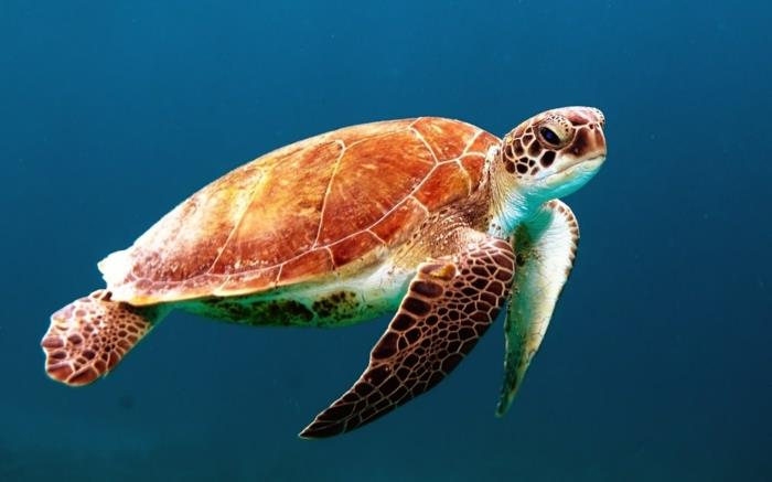 havssköldpadda som simmar i vattnet, Stilla havet, blått vatten, sköldpadda med bruna fläckar, fredlig undervattensatmosfär