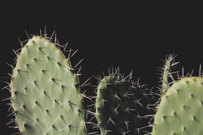 Datorlåsskärm kaktus tapet cool swag tapet konstnärlig bild makro foto