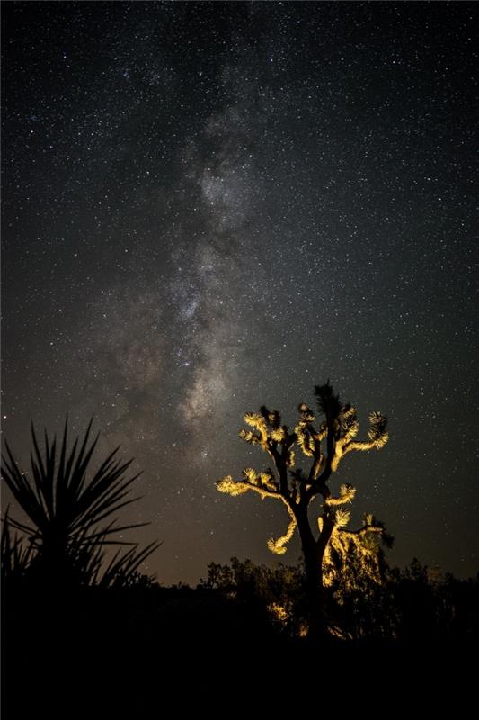 صورة خلفية أصلية لتخصيص شاشة القفل الخاصة بك ، وصورة الصور الظلية للنباتات تحت السماء المرصعة بالنجوم