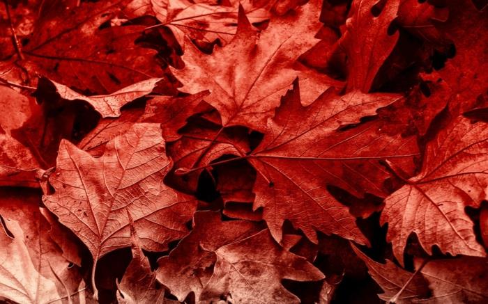 höstbilder, natur i slutet av sommaren, röda blad i intensiv färg
