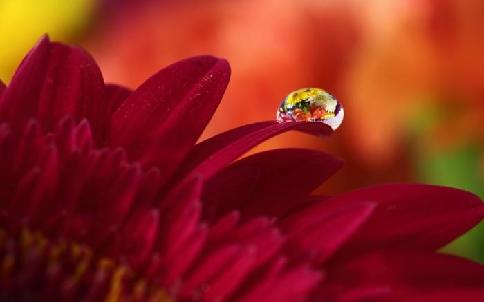 höstbilder, en makrobild av röd blomma och d