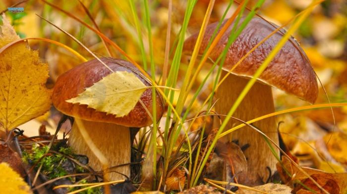 höstbilder, vackra svampar som har fått färgerna i sin miljö