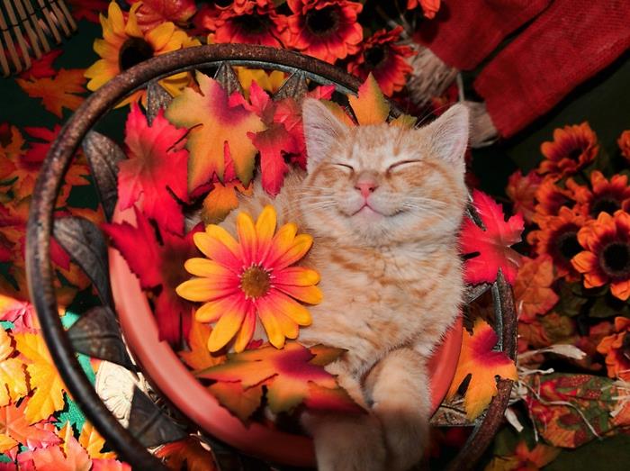 صور الخريف لورق الحائط ، القط لطيف والزهور ، صورة الخريف