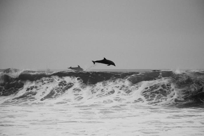 svartvit bild av delfiner som hoppar upp ur vattnet, ovanför de stora vågorna i det grova havet