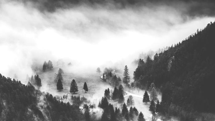 vacker svartvit bild av granskog i dimman, exempel på fint naturligt svartvitt landskap