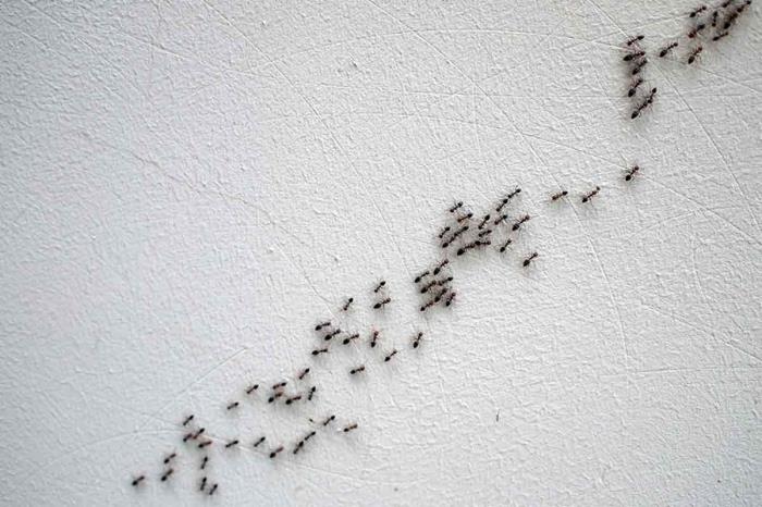 غزو ​​النمل منزل الجدار الداخلي الصيف اقتحام الحشرات الغذاء العلاجات الفعالة