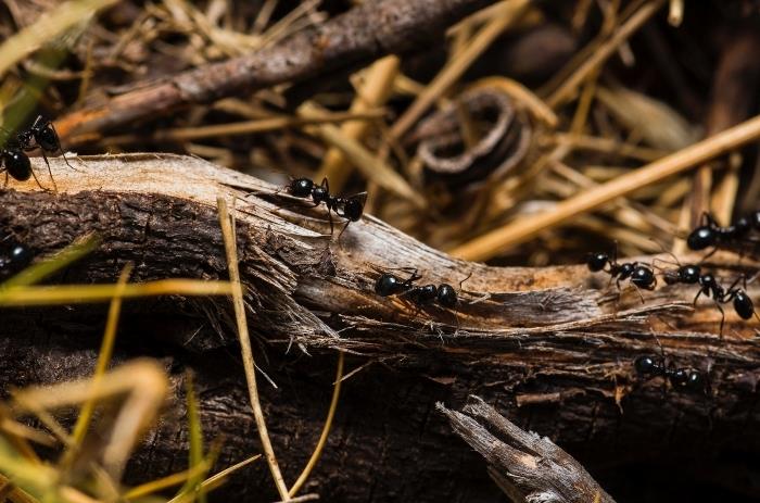 غزو ​​الحشرات في الهواء الطلق كيفية قتل النمل في الحديقة طريقة فعالة تلحق الضرر بنمل الخشب