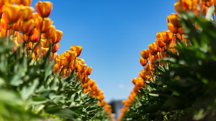 prírodná tapeta, kvetinová fotografia s oranžovou záhradou tulipánov pod modrou a jasnou oblohou, kvetinová tapeta