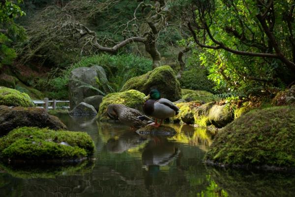 japonská záhrada s jazerom