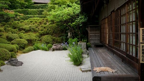 japonská záhrada a mačka