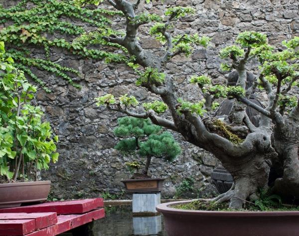 japonsko-bonsai-záhrada