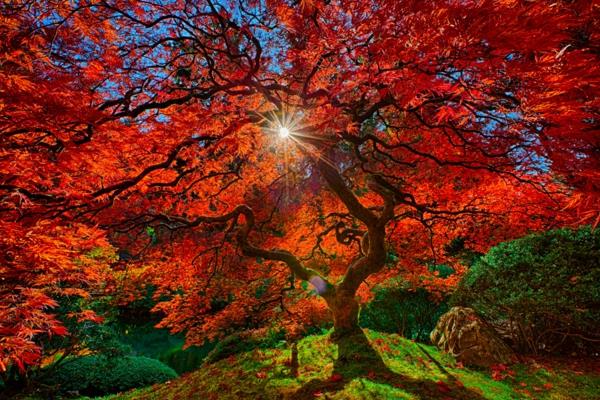 japonská záhrada-krásny strom