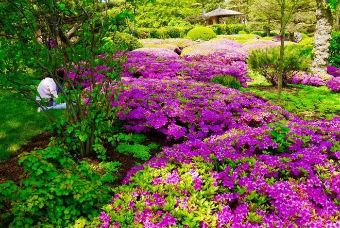 Záhrada v japonskom štýle s kvetmi orgovánov, v záhrade vysadený koberec, upravená záhrada