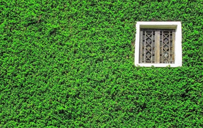 zelená stena, malé štvorcové okno s mrežami v stredoveku s bielym rámom, vertikálna kultúra, zenová krajina