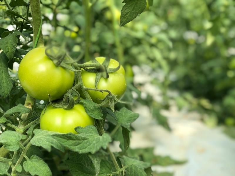 trädgårdsråd tips skörd tomater grön sort gammaldags grön tomatsylt