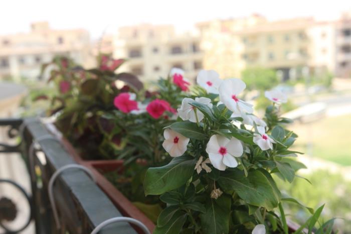 balkónový kvetináč-ako-zakvitnúť-váš-balkón-s-týmito-pekne-modernými-vonkajšími kvetmi