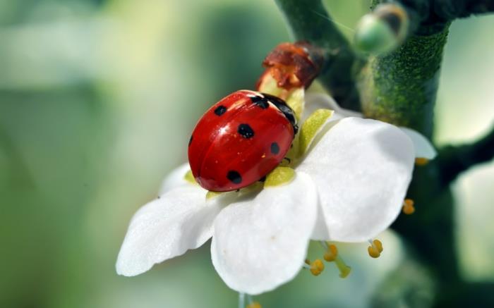 jasmine som doftar en nyckelpiga på jasminblomman