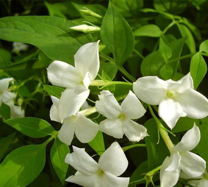 ihållande jasmin officinal jasmin med vita blommor och gröna blad