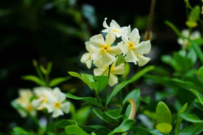 klätterstjärna jasmin Asiatiska arter med små och gula blommor