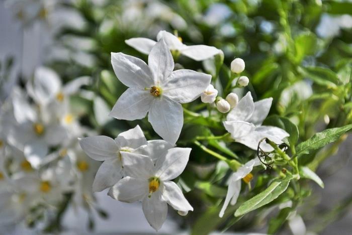 stjärna jasmin klättrar på de vita bladen av falsk jasmin