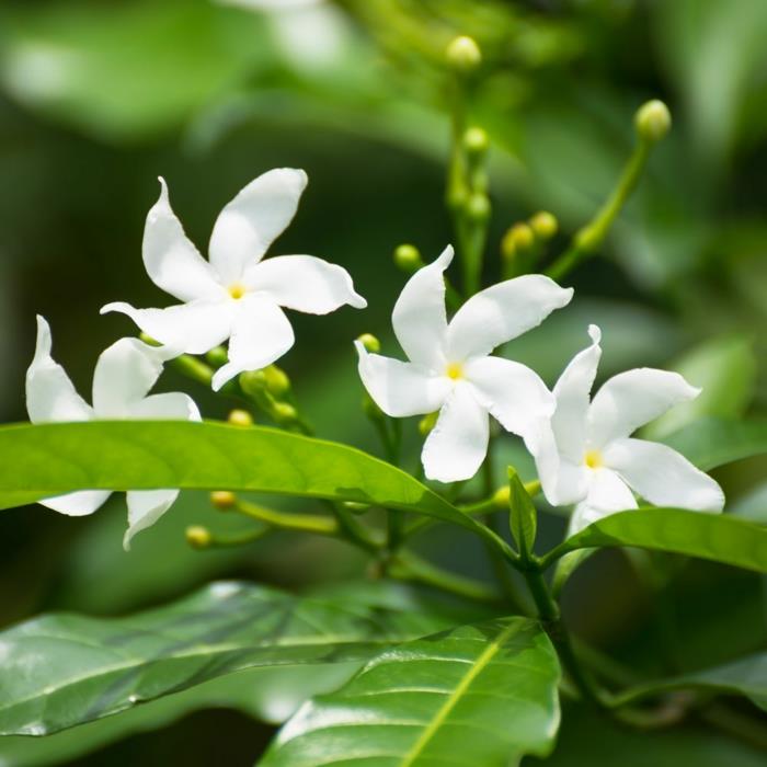 stjärna jasmin klättra gröna blad och vita blommor av jasmin