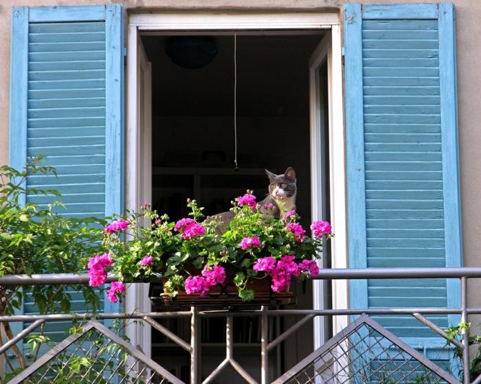 pekny-balkon-s-farebnymi-fialovymi-balkonovymi kvetmi-s-macou-na-tvoj balkon