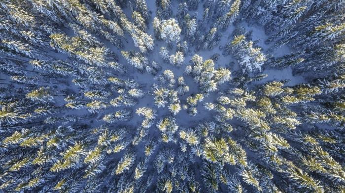 landskap tapeter, himmelska landskap med snöiga träd i en skog, landskap tapeter, himmelska öar