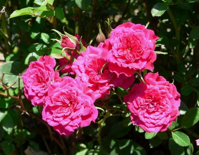 rastliny na živé ploty a záhony, ružové kamélie, kvitnúci vždyzelený ker