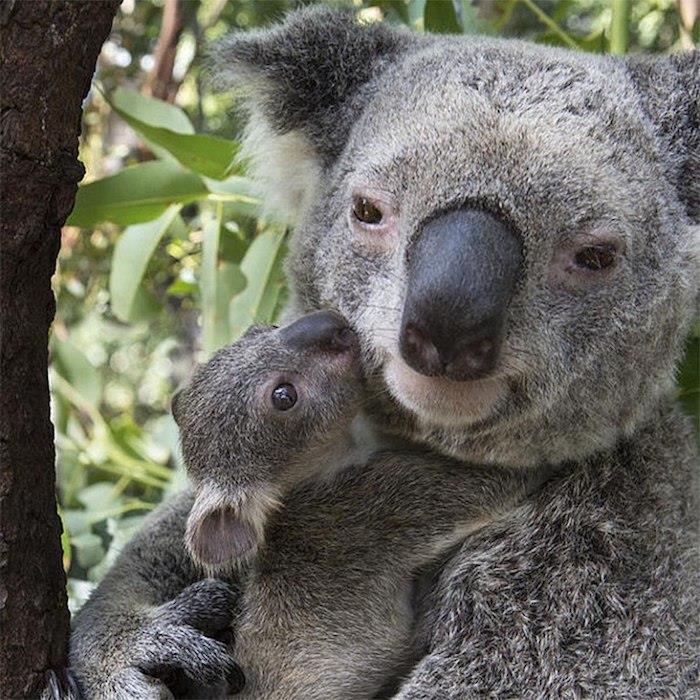 Koala och hennes lilla foto att skicka till sin mamma, text för mors dag, mors dag bild