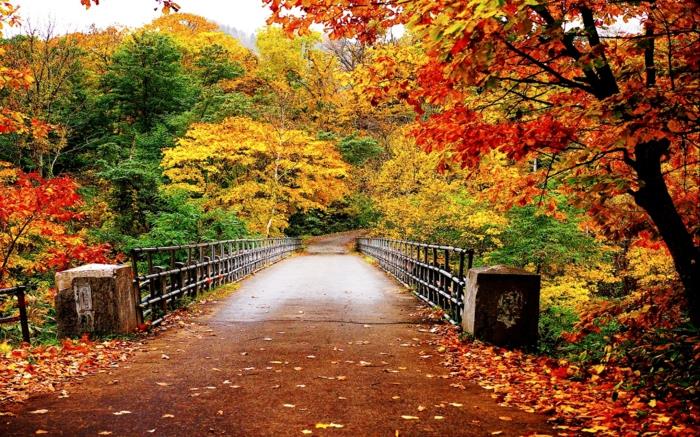 krása-prírody-krajina-jeseň-sezóna-lesný most