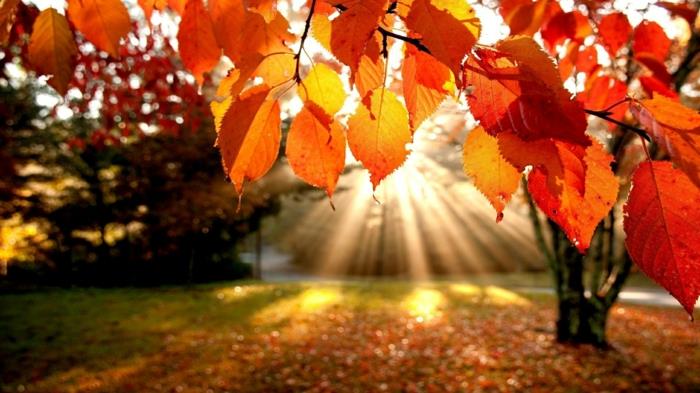 krása-príroda-krajina-jesenná sezóna-pohľad-slnko