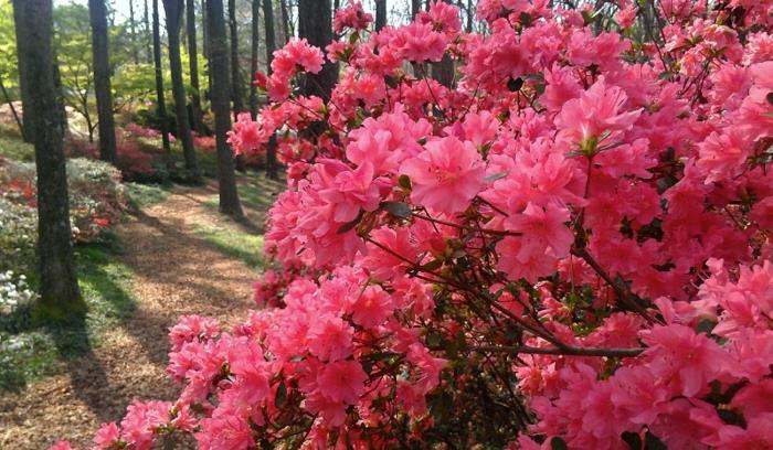 azalky rastúce v lese, nádherne kvitnúca rastlina z rodu rododendronov
