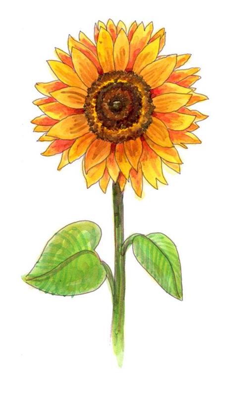 Návod na kreslenie slnečnice farebnými krokmi za krokom urobte najkrajšiu kresbu na svete