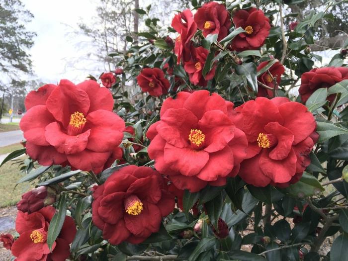 fantastické červené kamélie, vždyzelený kvitnúci ker v ružovej, červenej alebo bielej farbe