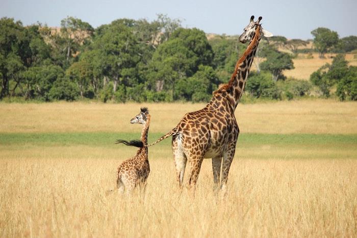 Giraffen och dess lilla natur originalbild att skicka till festen, mors dagspresent, mors dagbild, gratulationskort att skicka
