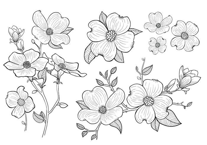 Najkrajšie kvety čiernobiela kresba, rôzne uhly kresby toho istého kvetu sa dajú ľahko reprodukovať krok za krokom myšlienka kresby na reprodukciu