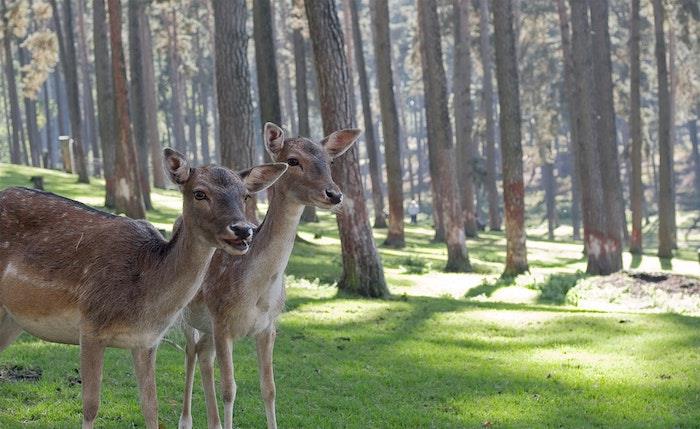 Forest sun två djur, glad mors dag, mors dagspresent, bedårande djurkort