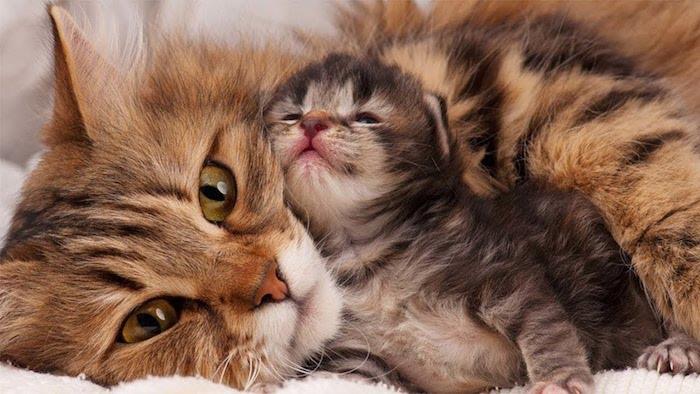 Roztomilé mačiatko a pohľadnica ku dňu matiek, obraz ku dňu matiek, blahoželanie k roku 2019