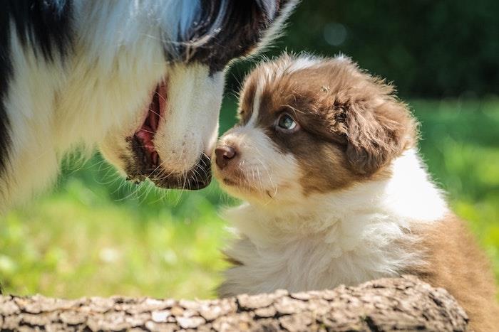 Hundar mamma och hennes barn bedårande fotografering, mors dag idé, mors dag bild 2019, foto och text